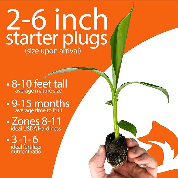 4-Pack of Fruiting Starter Plant Plugs by Foxtown Farms (Dwarf Cavendish Banana (4-Pack))
