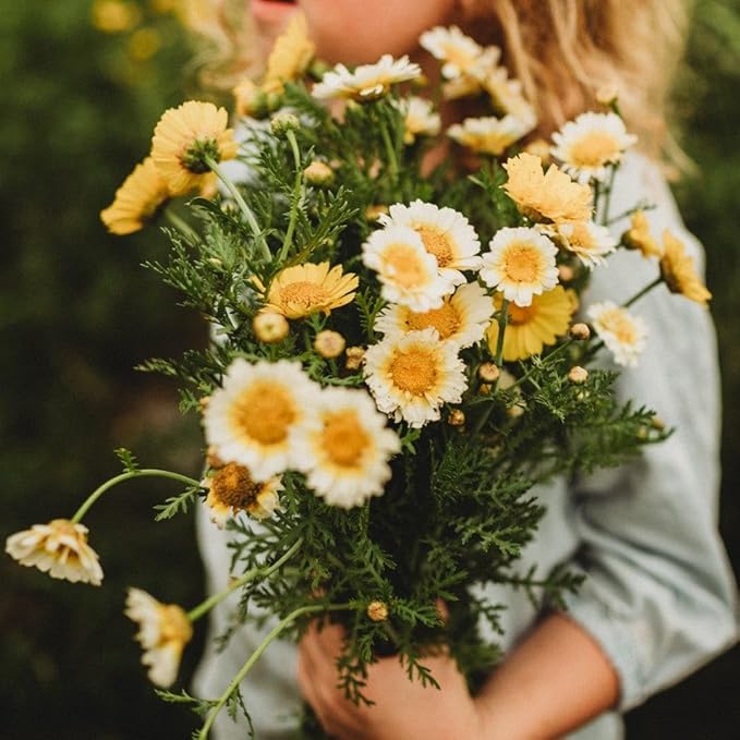 Garland Daisy (Crown Daisy) - 250 Seeds - Asian Greens Variety (Tong Ho, Shungiku, Ssukgat), Yellow & White Flower, Non-GMO Korean Vegetable Seeds for Planting in The Garden, Thresh Seed Company