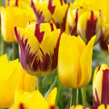 Garden State Bulb Yellow and Maroon Mix Triumph Tulip Flower Bulbs, 12/+ cm, Fall Planting (Bag of 100)