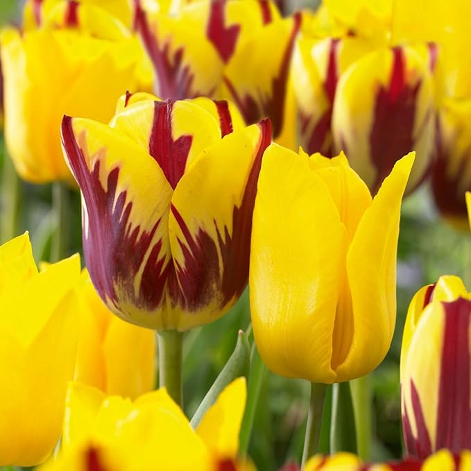 Garden State Bulb Yellow and Maroon Mix Triumph Tulip Flower Bulbs, 12/+ cm, Fall Planting (Bag of 50)