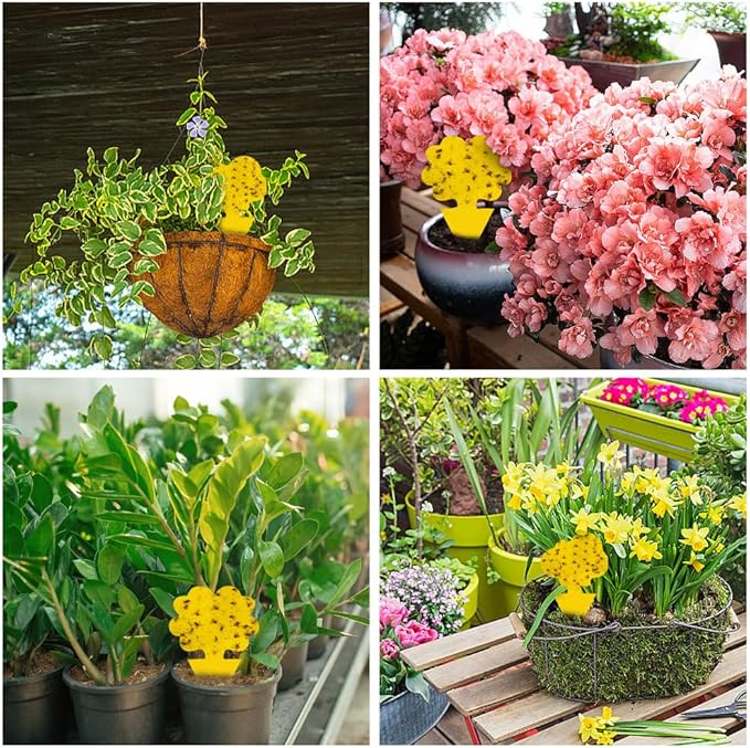 58 Pcs Yellow Flying Insect Traps for Plants,Indoors, Outdoors, Kitchen, Sticky Traps for Fungus Gnat, Fly and Fruit Fly, Flying Insects, Non-Toxic & Odorless, Kid & Pet Safe, Economic Pack (Yellow)