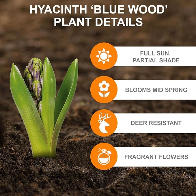 Garden State Bulb Blue Wood Hyacinth Flower Bulbs, 8/10cm, Fall Planting (Bag of 100)