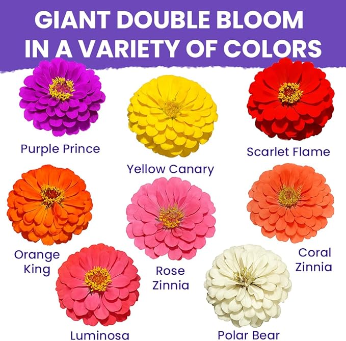 NatureZ Edge Zinnia Seeds for 2025 Planting Outdoors, Over 4000 Flower Seeds, 1 Oz, Non GMO Made in USA, Bulk Semillas De Flores para Sembrar, California Giants, Easy to Grow Zinnia Seed Mix