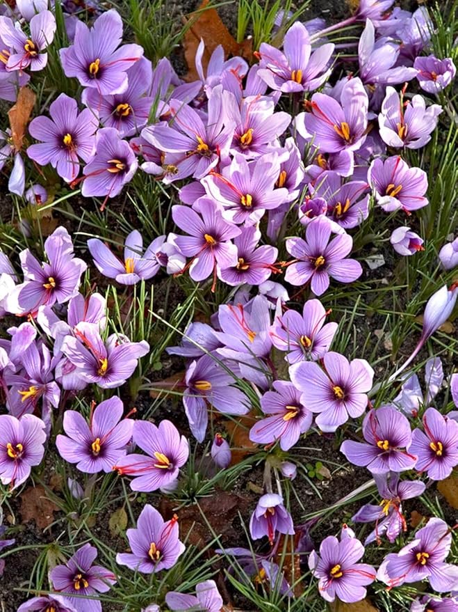 Saffron Crocus Bulbs - Long Lasting, Enhance Garden with Exquisite Flavor | Harvest Spice at Home - Low Maintenance & Easy to Grow - Autumn Bloomers (200 Pack)