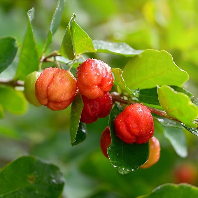 4-Pack of Fruiting Starter Plant Plugs by Foxtown Farms (Barbados Cherry (4-Pack))