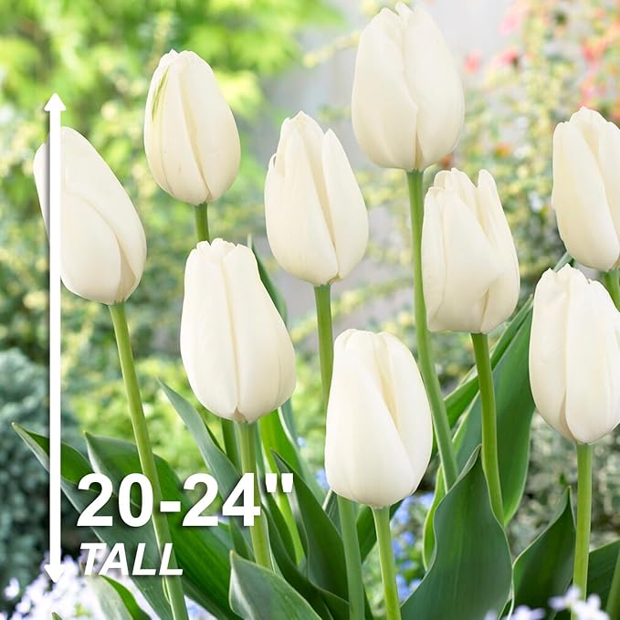 Garden State Bulb Darwin Hybrid Hakuun Tulip Flower Bulbs, 12/+ cm, Fall Planting (Bag of 25)