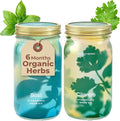 Modern Sprout Mason Garden Jar - Self-Watering Hydroponics Growing System Kit with Organic Herb Seeds - Jar Planter for Indoor Herb Garden - Seed Starter Kit - Home Decor & Gifting - Basil+Cilantro