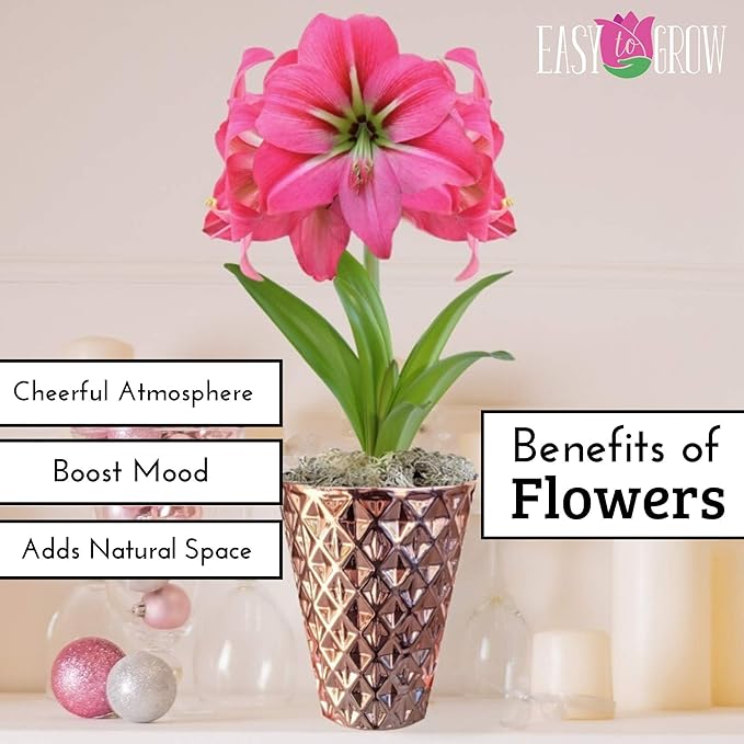 Easy to Grow Amaryllis Pink Flush 1 Plant Bulb - Bright Pink Flowers Indoor Holiday & Outdoor Zones 9-11