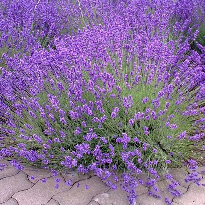 4 Purple Lavender Plants Live Outdoor Indoor, Cold Hardy Fragrant Perennial Herb for Garden and Landscape, 4-8 Inch Tall