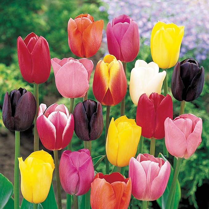 Direct Gardening Long-Stemmed Perennial Tulip Mixture, Dormant Spring Flowering Bulbs, 35 per Offer