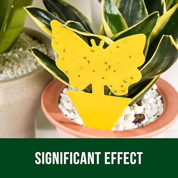 Garsum Fruit Fly Sticky Trap for Indoor and Outdoor, 36 Pack Fungus Gnat Killer for Houseplant,Mosquitos, Flying Insect, White Flies
