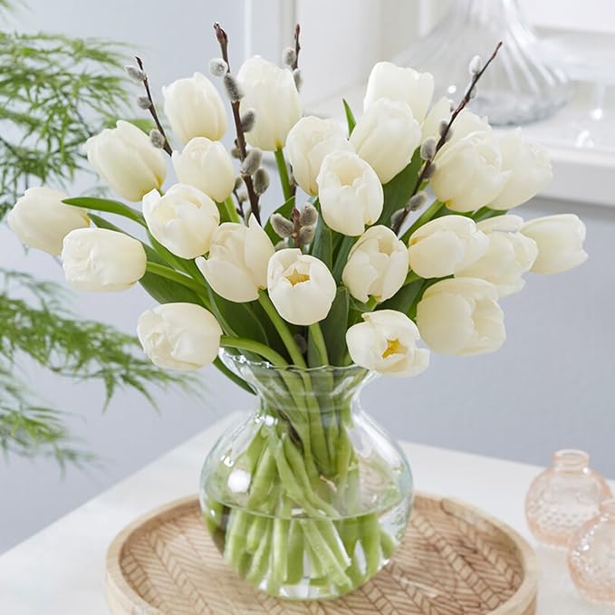 Garden State Bulb Triumph White Flag Tulip Flower Bulbs, 12/+ cm, Fall Planting (Bag of 100)
