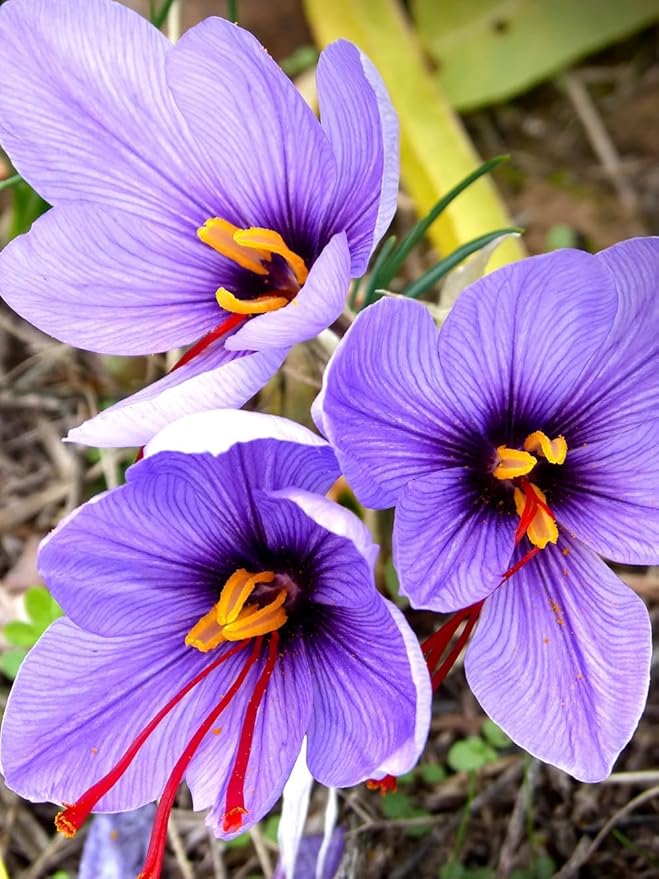 Saffron Crocus Bulbs Bulk- Long Lasting, Enhance Garden with Exquisite Flavor | Harvest Spice at Home - Low Maintenance & Easy to Grow - Autumn Bloomers (300 Pack)