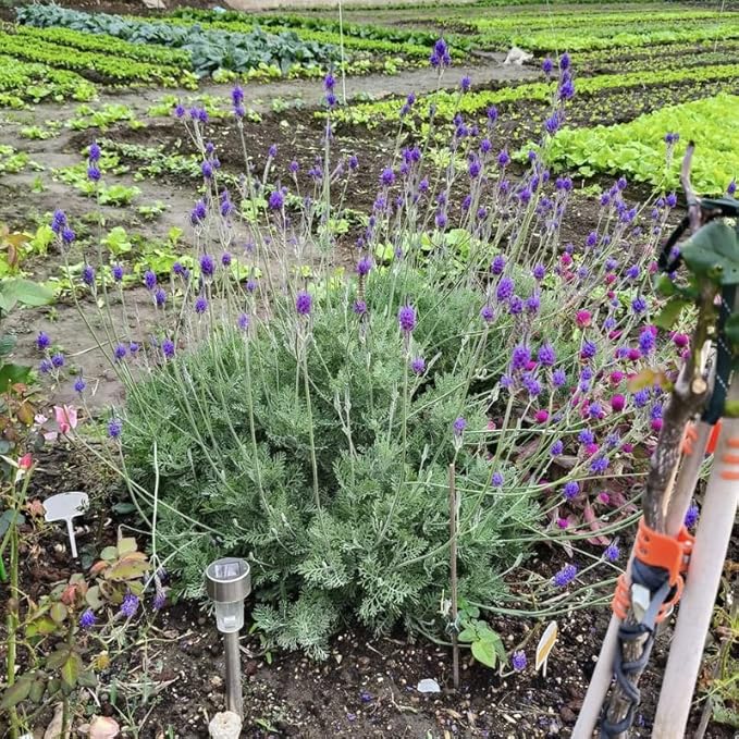 4 Blue Lavender Plants Live Outdoor Indoor, Cold Hardy Fragrant Perennial Herb for Garden and Landscape, 4-8 Inch Tall