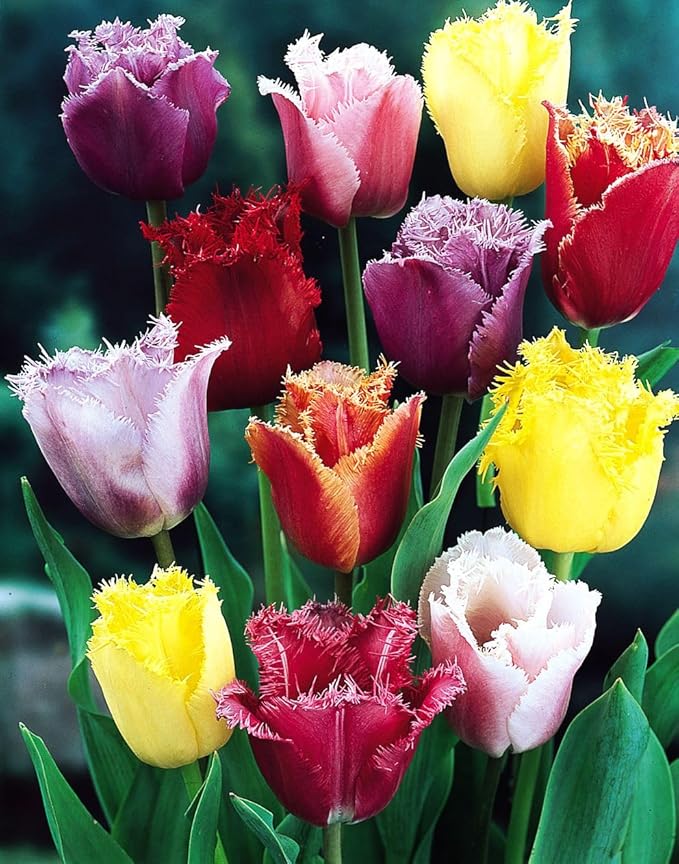Mix Triumph Tulips 10 Bulbs for Fall Planting Colorful Flower Tulipa Darwin Hybrid Changing Colors Mixture Size 12+ 4 Varieties to Choose (Fringed Mixture, 10, Mix Color)