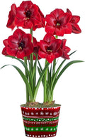 BRECK'S - Miracle Red Flowering Amaryllis Indoor Winter Flowering Gift Kit - Two dormant Bulbs pre-Planted in a Decorative Planter