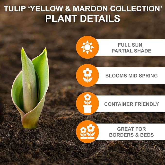 Garden State Bulb Yellow and Maroon Mix Triumph Tulip Flower Bulbs, 12/+ cm, Fall Planting (Bag of 25)