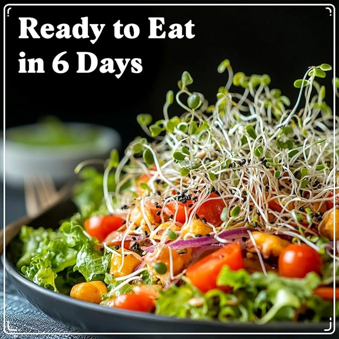 Seedboy Organic Non-GMO Broccoli Seeds for Sprouting - USA Grown Microgreens Sprouting Seeds - 8 oz Bag Makes 8 Quarts / 24 Servings (Di Cicco Broccoli)