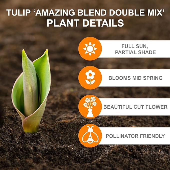 Garden State Bulb Amazing Blend Double Mix Tulip Flower Bulbs, 12/+ cm, Fall Planting (Bag of 50)