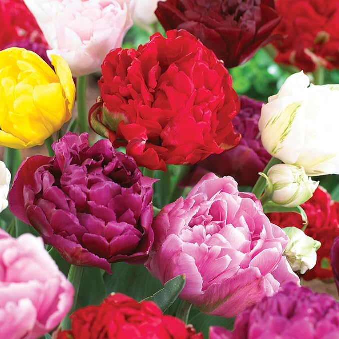 Garden State Bulb Double Dutch Mixed Tulip Flower Bulbs, 12/+ cm, Fall Planting (Bag of 50)