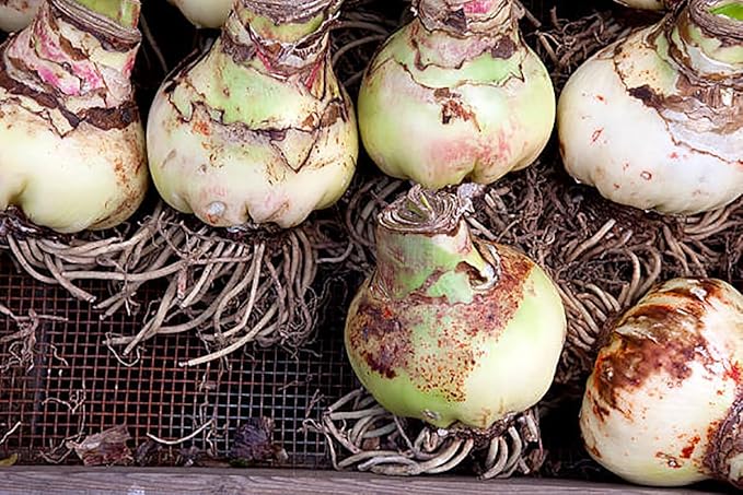 Spartacus Amaryllis Bare Root Bulb | Vibrant Red & White Blooms | Ideal for Indoor & Outdoor Planting | Stunning Floral Display for Seasonal Decor & Garden Enhancement