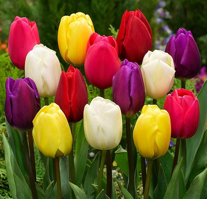 Triumph Tulip Bulbs for Fall Planting Mixed Perennial Hybrids Darwin Changing Colors Emperor Mixture Size 12+ (15, Emperor Mixture)