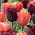 Garden State Bulb Maroon and Orange Mix Triumph Tulip Flower Bulbs, 12/+ cm, Fall Planting (Bag of 100)