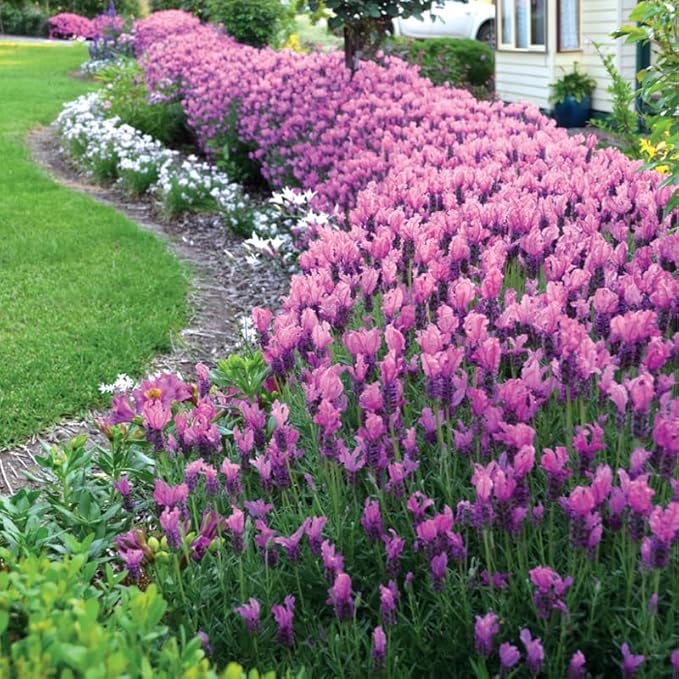 4 Spanish Lavender Plants Live Outdoor Indoor, Cold Hardy Fragrant Perennial Herb for Garden and Landscape, 4-8 Inch Tall