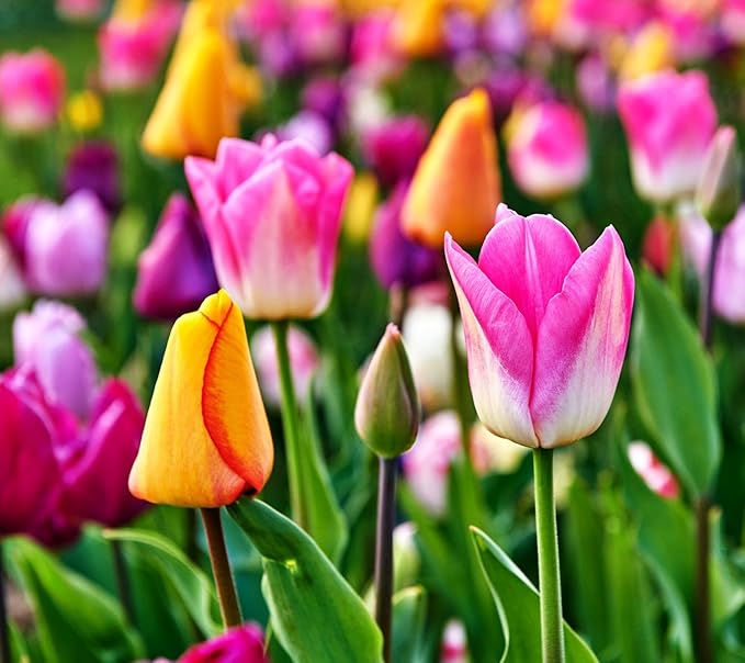 Mix Triumph Tulips 10 Bulbs for Fall Planting Colorful Flower Tulipa Darwin Hybrid Changing Colors Mixture Size 12+ 4 Varieties to Choose (Emperor Mixture, 10, Mix Color)