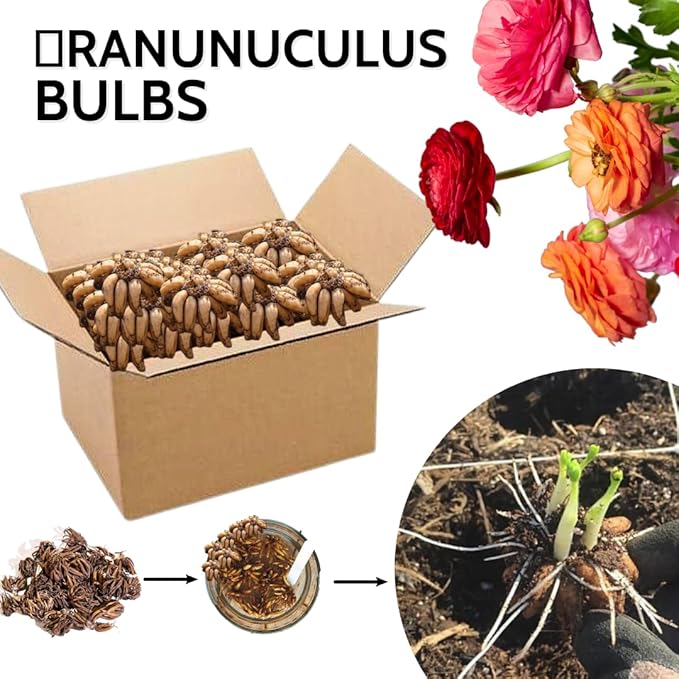 Mix Ranunculus Flowers Bulbs for Spring Planting, Perennial Flower Bulbs, Early Spring Flower to Plant Outside, Colorful Blooms Groundcover Bulbs, Top Size