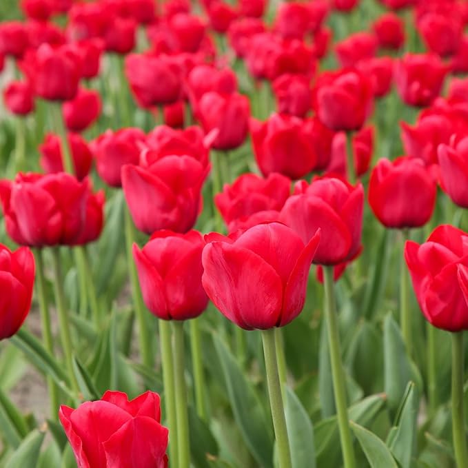 Garden State Bulb Darwin Hybrid Red Apeldoorn Tulip Flower Bulbs, 12/+ cm, Fall Planting (Bag of 50)