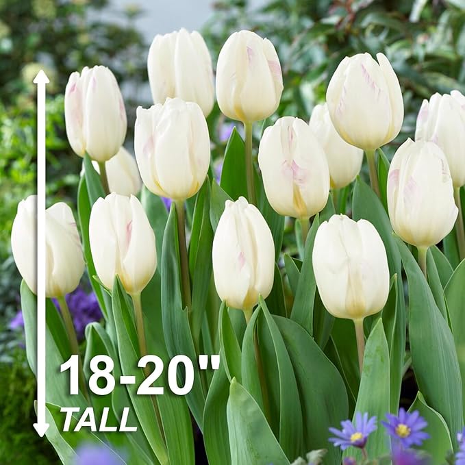 Garden State Bulb Triumph White Flag Tulip Flower Bulbs, 12/+ cm, Fall Planting(Bag of 25)