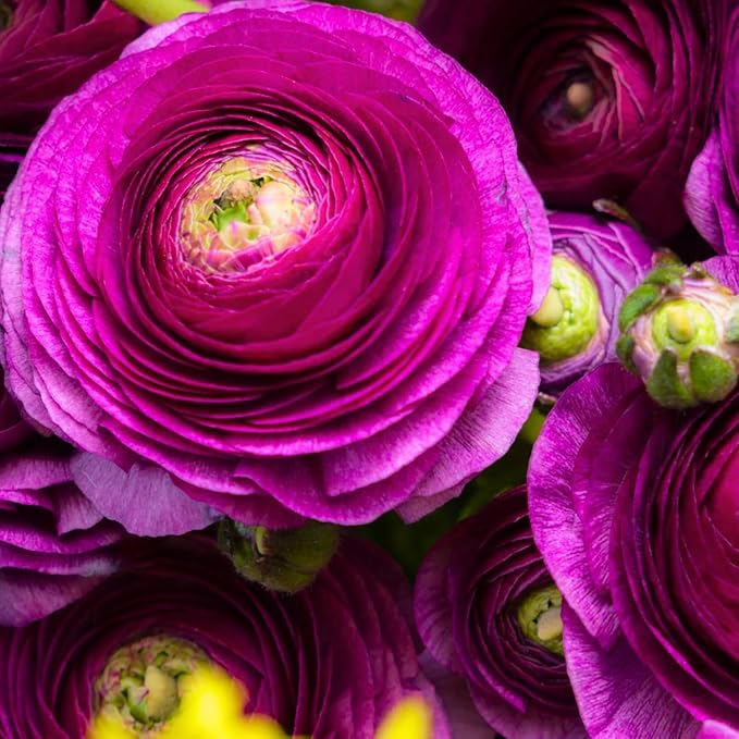 Purple Ranunculus Flowers Bulbs for Spring Planting, Perennial Flower Bulbs, Early Spring Flower to Plant Outside, Colorful Blooms Groundcover Bulbs, Top Size