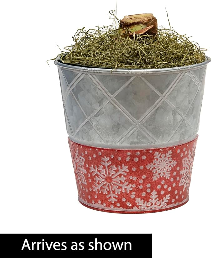 BRECK'S - Samba Red and White Flowering Amaryllis Bulb Gift Kit - One Dormant Bulb Pre-Planted in a Metallic Decorative Planter
