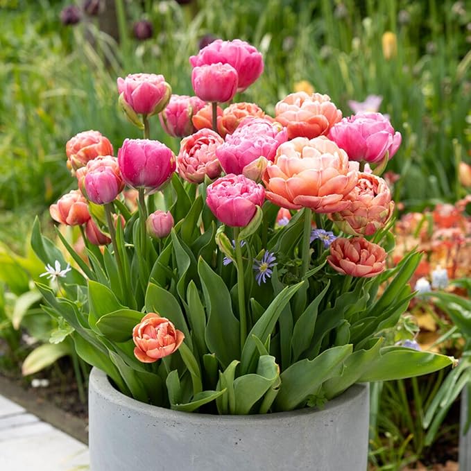 Garden State Bulb Amazing Blend Double Mix Tulip Flower Bulbs, 12/+ cm, Fall Planting (Bag of 50)