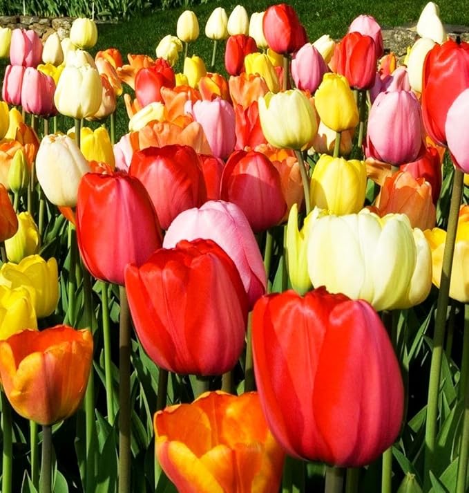 Triumph Tulip Bulbs for Fall Planting Mixed Perennial Hybrids Darwin Changing Colors Emperor Mixture Size 12+ (15, Emperor Mixture)
