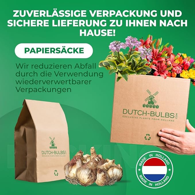Dutch Bulbs Daffodil Bulbs Spring Dream Collection - 25 Perennial and Hardy Flower Bulbs - Scented Daffodil Mix from The Netherlands - for Garden and Pot (no Seeds - not Artificial)