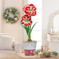 BRECK'S - Samba Red and White Flowering Amaryllis Bulb Gift Kit - One Dormant Bulb Pre-Planted in a Metallic Decorative Planter