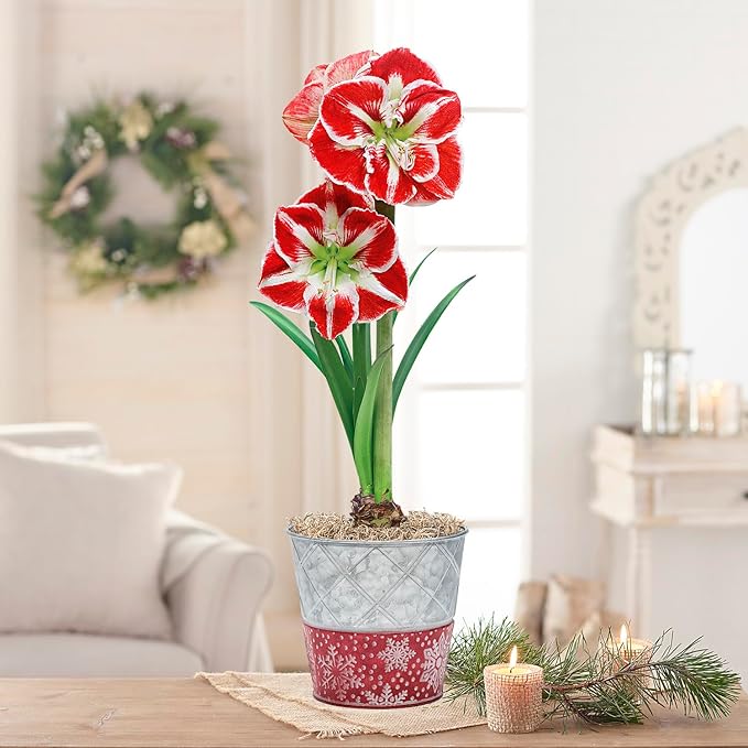 BRECK'S - Samba Red and White Flowering Amaryllis Bulb Gift Kit - One Dormant Bulb Pre-Planted in a Metallic Decorative Planter