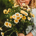 Garland Daisy (Crown Daisy) - 250 Seeds - Asian Greens Variety (Tong Ho, Shungiku, Ssukgat), Yellow & White Flower, Non-GMO Korean Vegetable Seeds for Planting in The Garden, Thresh Seed Company
