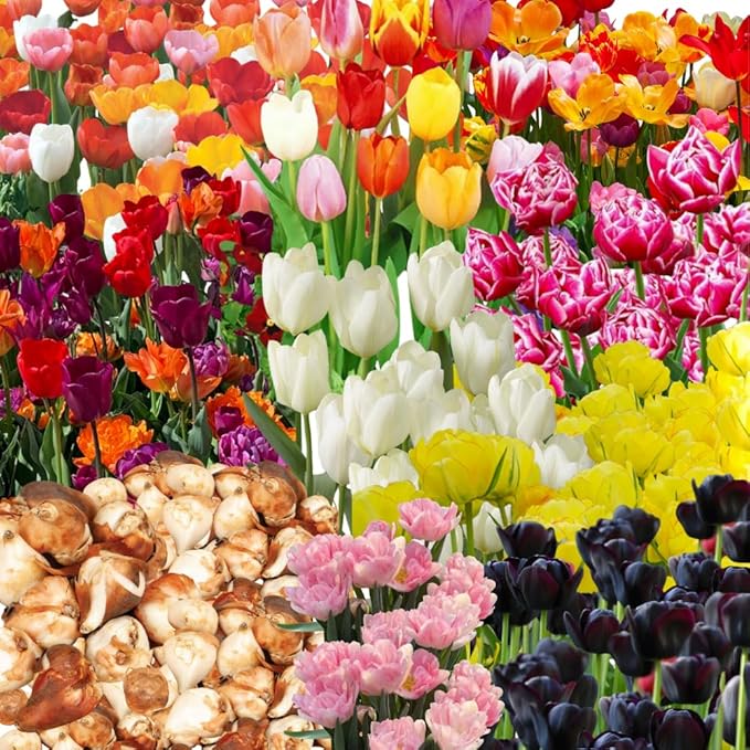 20 Top Size Tulip Bulbs for Fall Planting, Mixed Tulip Flower Bulbs, Bulk Pack of Colorful Tulips for Spring Blooms, Grow Flowerbeds, Fresh Harvest