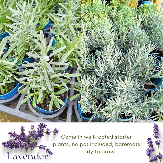 4 Phenomenal Lavender Plants Live Outdoor Indoor, Cold Hardy Fragrant Perennial Herb for Garden and Landscape, 4-8 Inch Tall