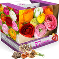 Mix Ranunculus Flowers Bulbs for Spring Planting, Perennial Flower Bulbs, Early Spring Flower to Plant Outside, Colorful Blooms Groundcover Bulbs, Top Size
