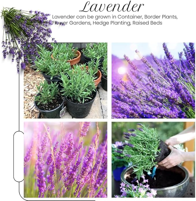 4 Blue Lavender Plants Live Outdoor Indoor, Cold Hardy Fragrant Perennial Herb for Garden and Landscape, 4-8 Inch Tall