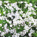 White Allium neapolitanum Flower Bulbs - 25 Bulbs per Pack - Pleasantly Scented - Attracts Butterflies and Hummingbirds - Deer Resistant - Good as Cut Flowers - Perennializing - Grow Live Plants