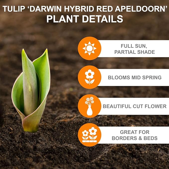 Garden State Bulb Darwin Hybrid Red Apeldoorn Tulip Flower Bulbs, 12/+ cm, Fall Planting (Bag of 50)