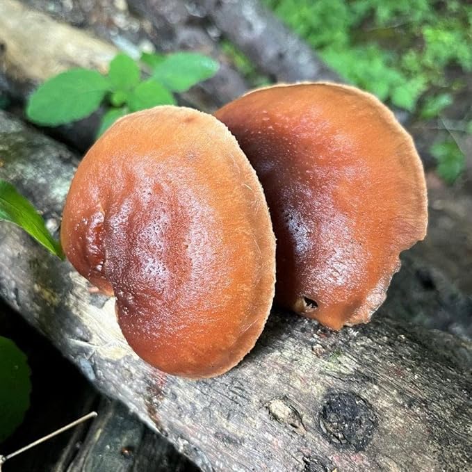 North Spore Organic Reishi (100 ct) Mushroom Plugs for Logs | Premium Quality Mushroom Plug Spawn | Handmade in Maine, USA | Grow Gourmet Mushrooms Outdoors on Logs | Ganoderma lucidum