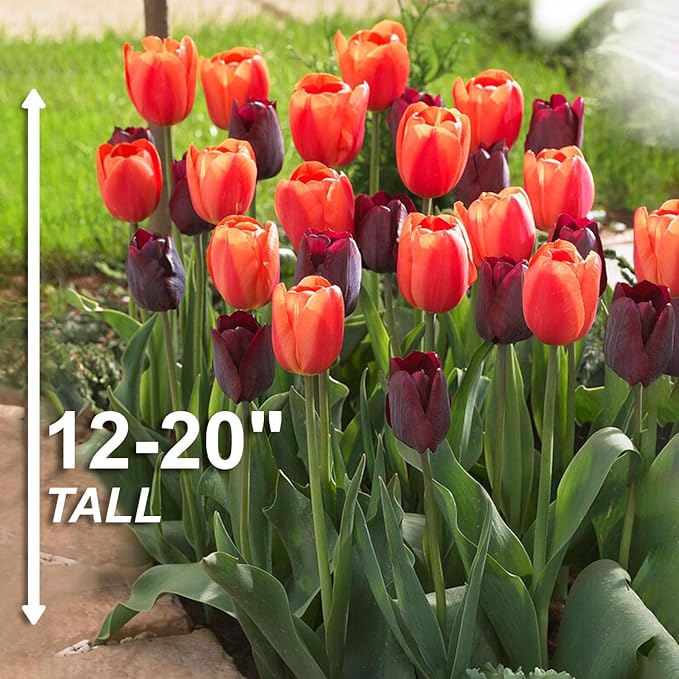 Garden State Bulb Maroon and Orange Mix Triumph Tulip Flower Bulbs, 12/+ cm, Fall Planting (Bag of 25)