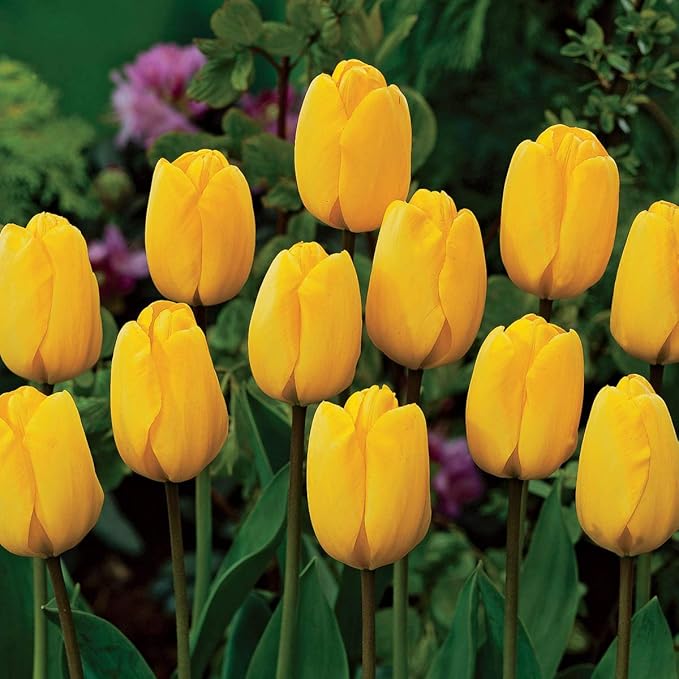 Direct Gardening Golden Apeldorn Darwin Hybrid Perennial Tulips, Dormant Spring Flowering Bulbs, 20 per Offer