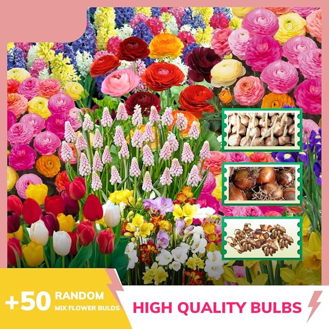 Flowers Bulbs for Fall Planting, Perennial Flower Bulbs, Early Spring Flower to Plant Outside, Colorful Blooms Groundcover Bulbs, Top Size (Multicolor)